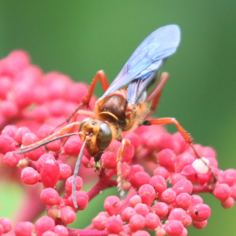 Silky Digger Wasp