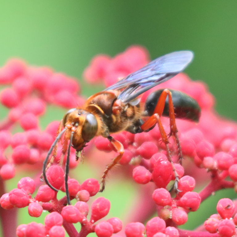 Silky Digger Wasp