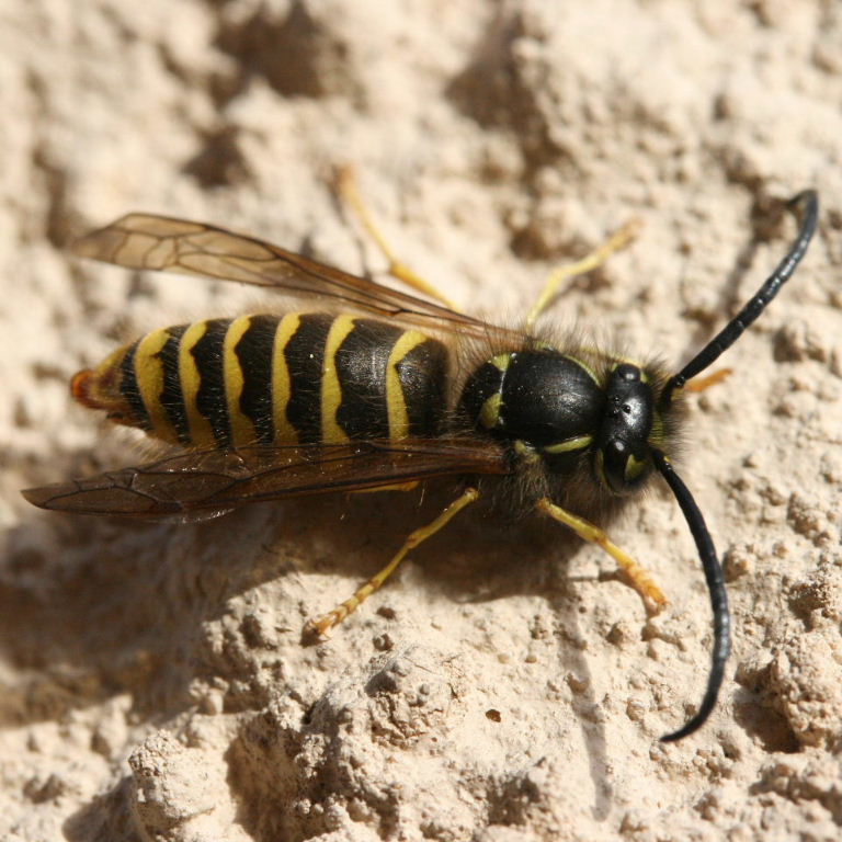 Tree Wasp male