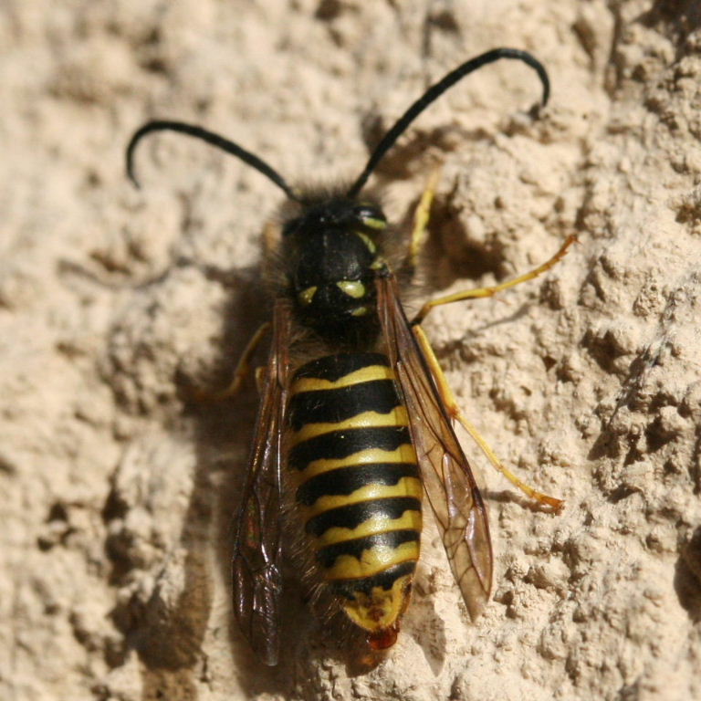 Tree Wasp