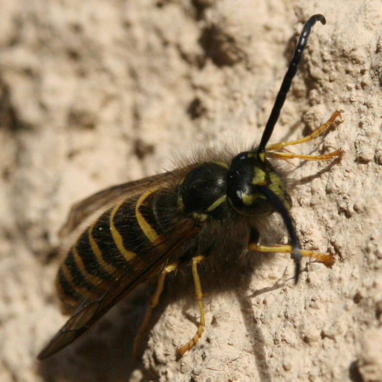 Tree Wasp
