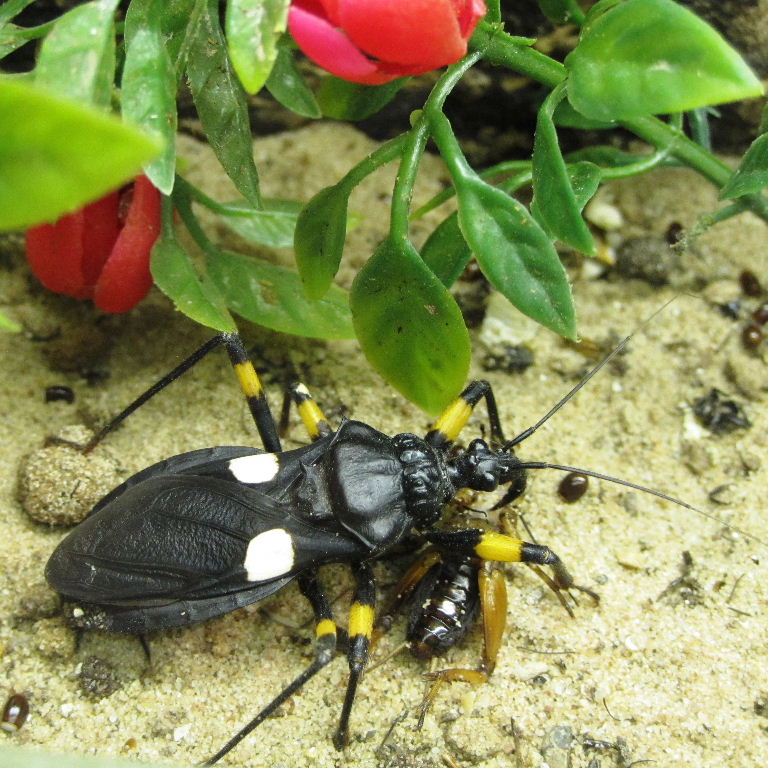 Two-spotted Assassin Bug