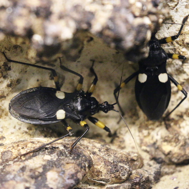 Twin-spot Assassin Bug