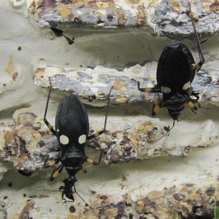 Twin-spot Assassin Bug