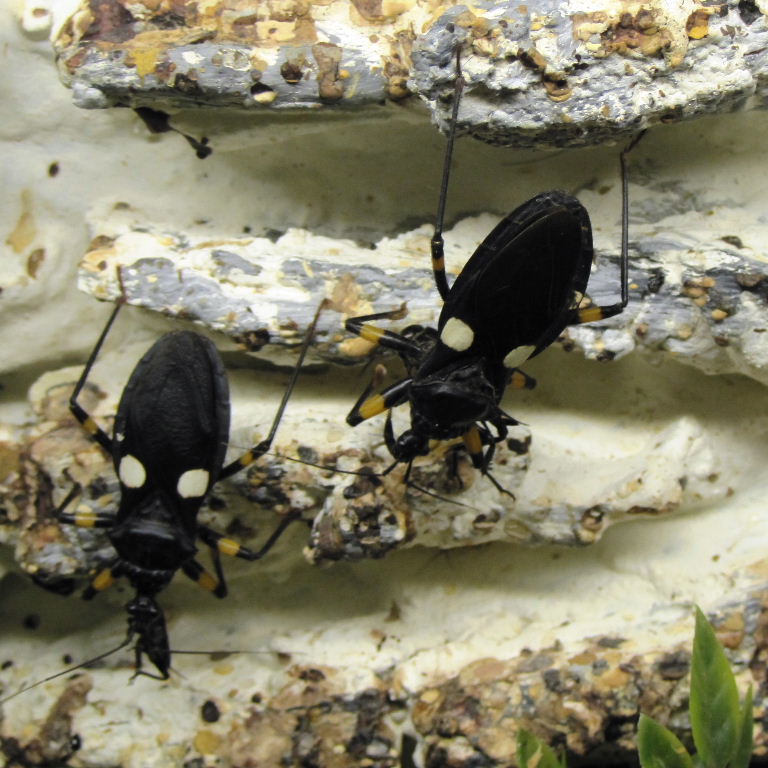 Two-spotted Assassin Bug