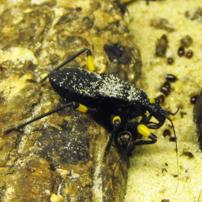 Two-spotted Assassin Bug