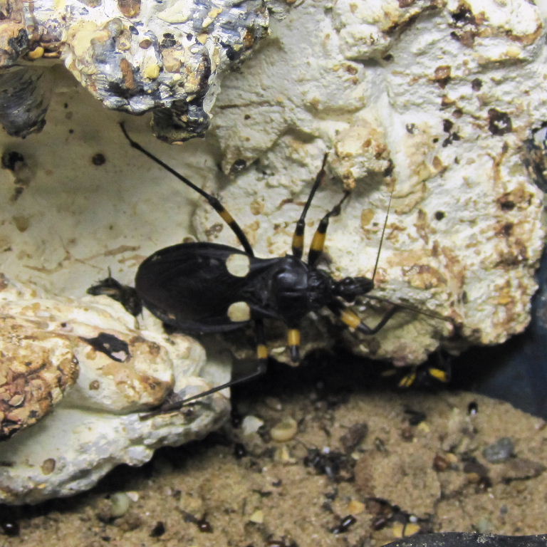 Twin-spot Assassin Bug