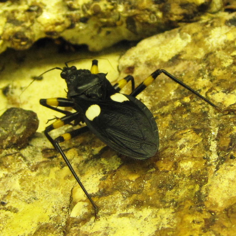 Two-spotted Assassin Bug