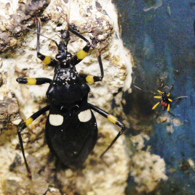 Two-spotted Assassin Bug and nymph
