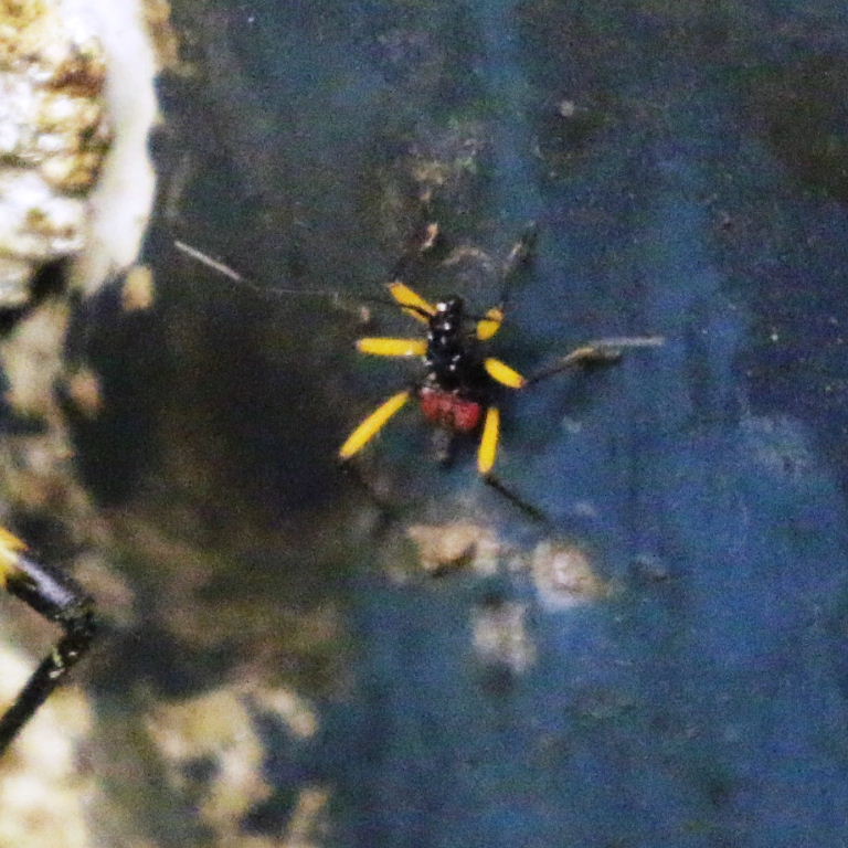 Twin-spot Assassin Bug nymph