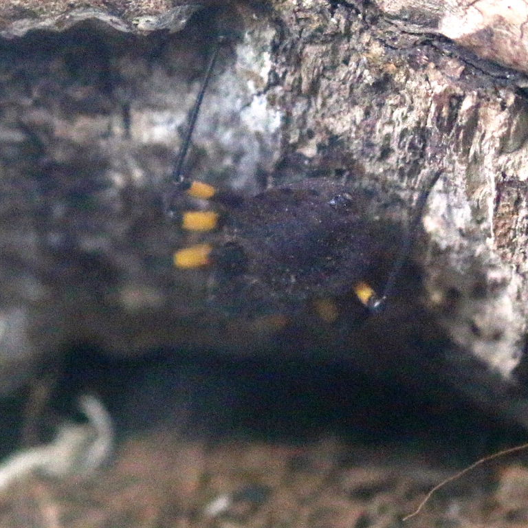Two-spotted Assassin Bug nymph