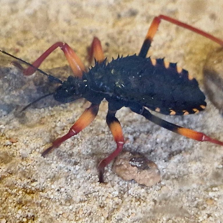 Horrid King Assassin Bug