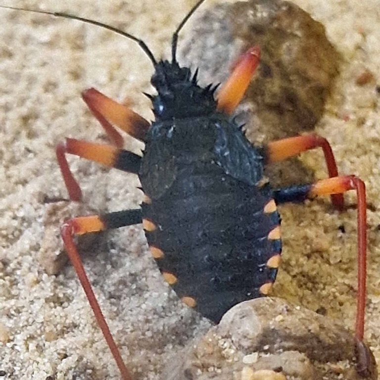 Horrid King Assassin Bug