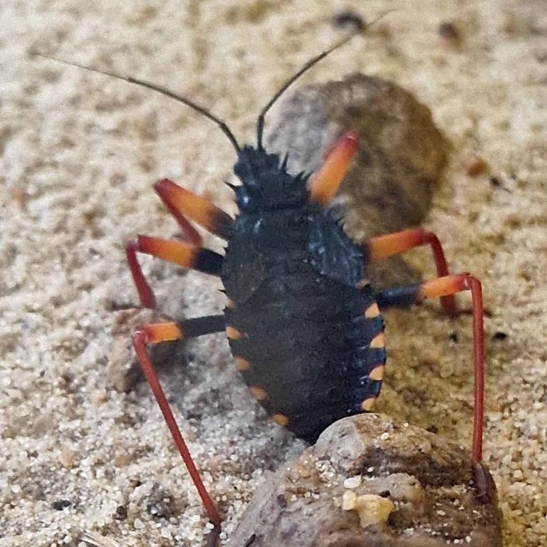 Horrid King Assassin Bug