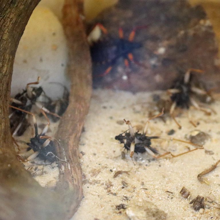 Horrid King Assassin Bug nymphs