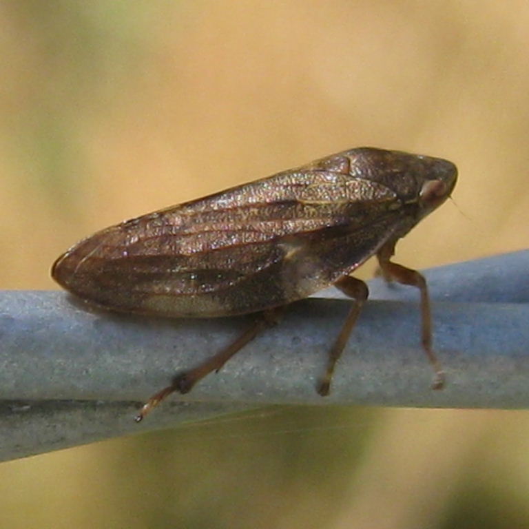 Alder Spittlebug