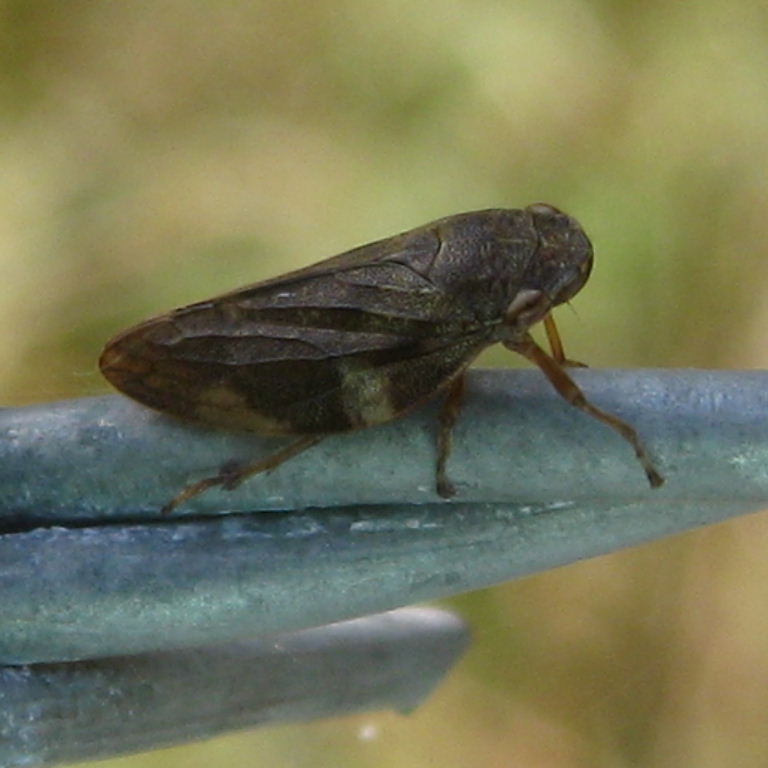 Alder Spittlebug