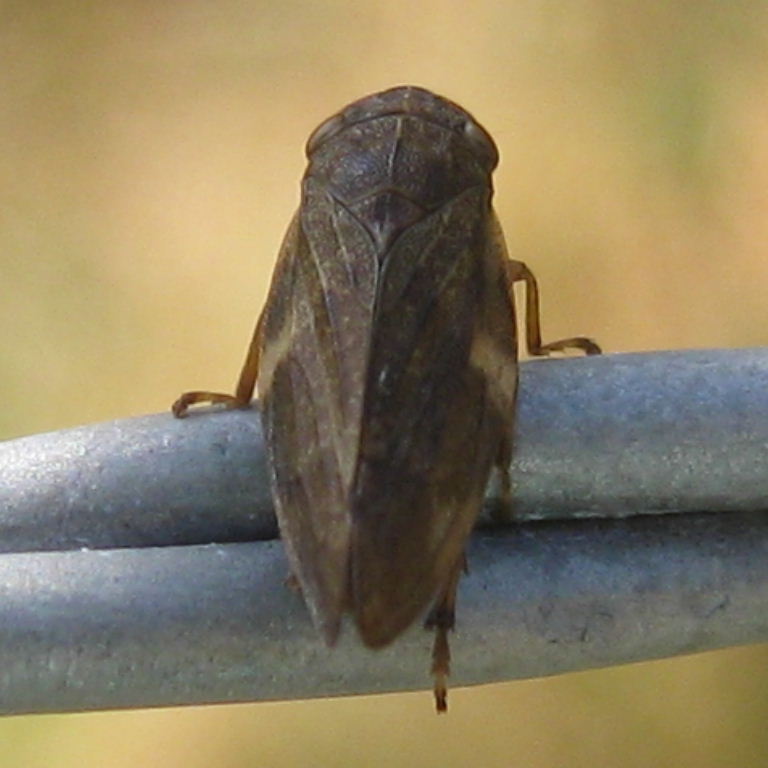 Alder Spittlebug