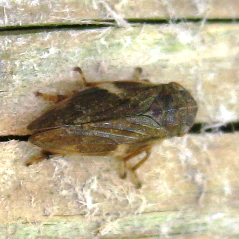 Alder Spittlebug