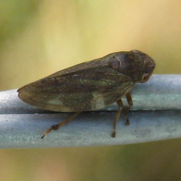Alder Spittlebug