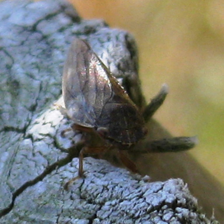 Alder Spittlebug