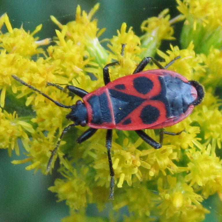 Firebug