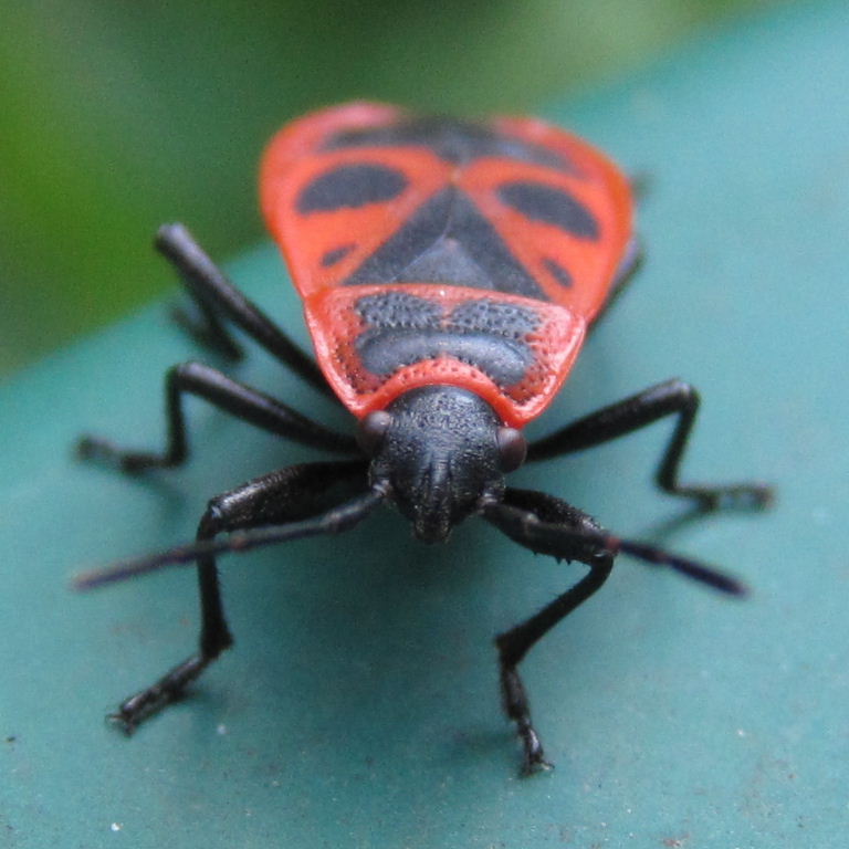 Firebug