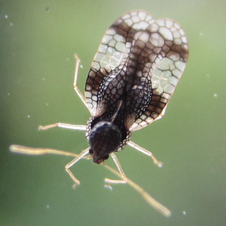 Andromeda Lacebug