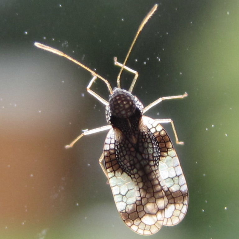 Andromeda Lacebug