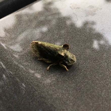Eared Leafhopper