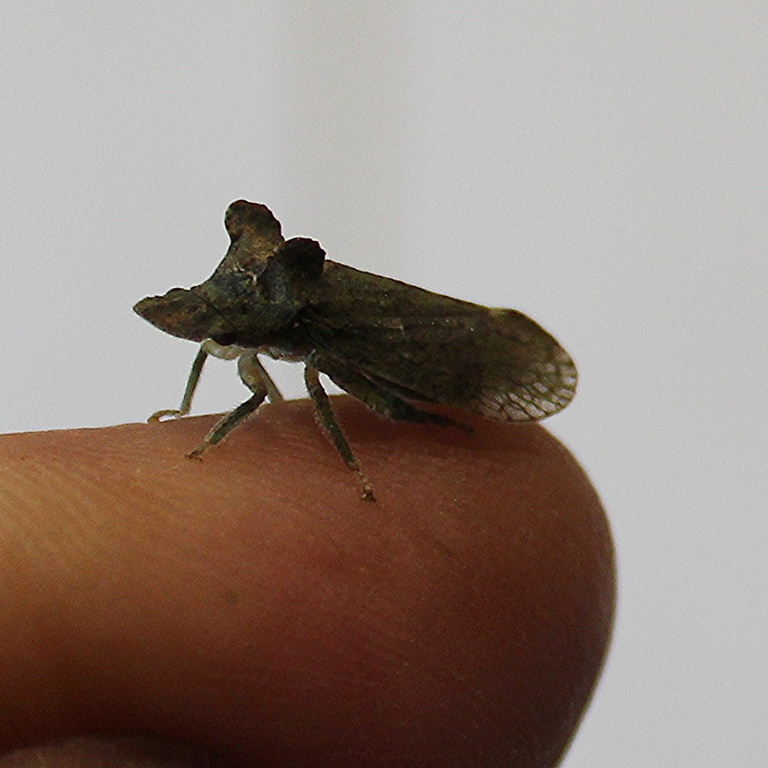 Eared Leafhopper on finger