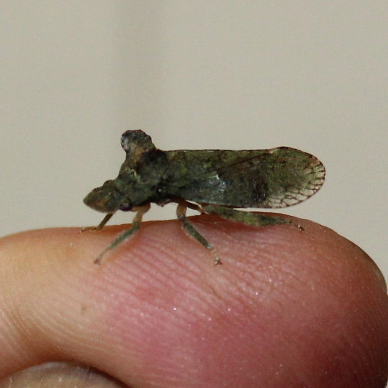 Eared Leafhopper on finger