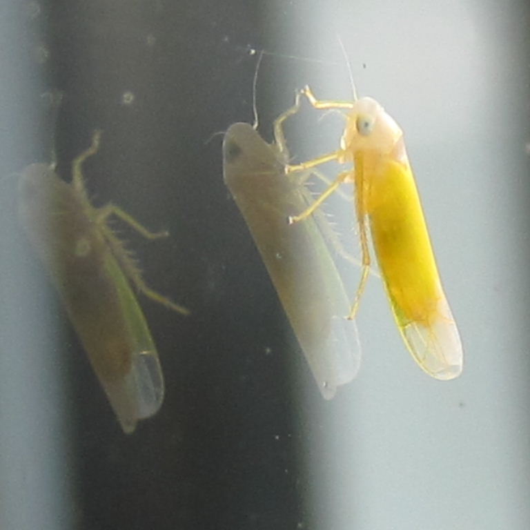 Edwardsiana Leafhopper