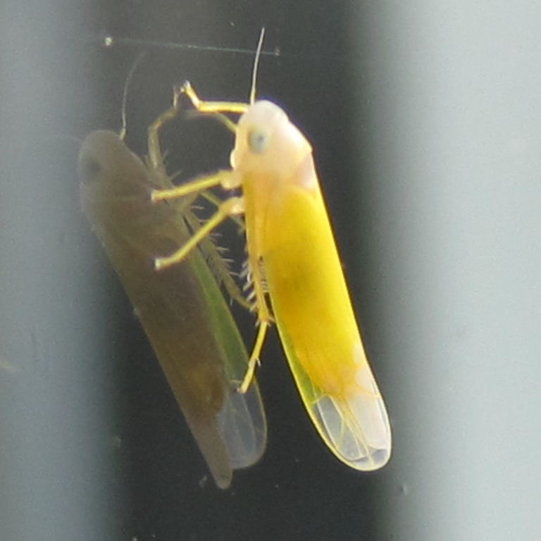 Edwardsiana Leafhopper