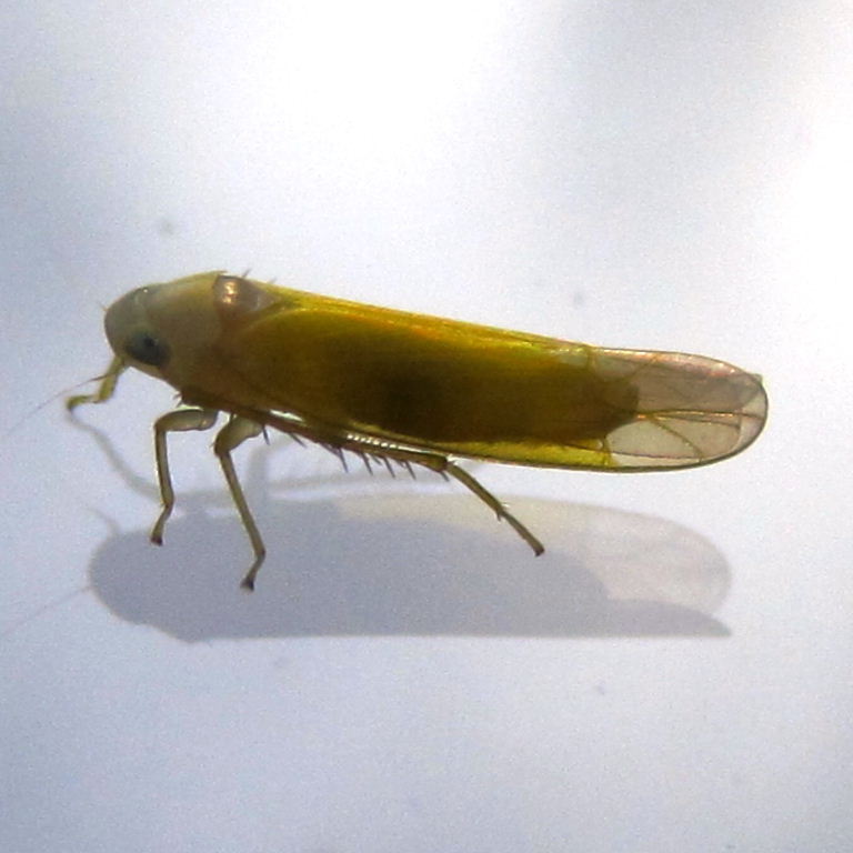 Edwardsiana Leafhopper