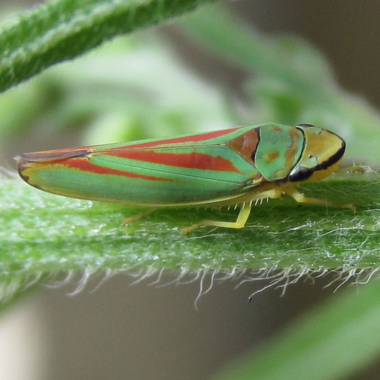 Rhododendron Leafhopper