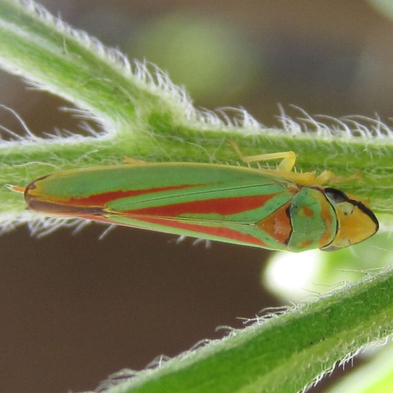 Rhododendron Leafhopper