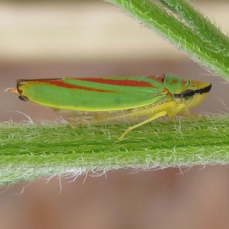 Rhododendron Leafhopper