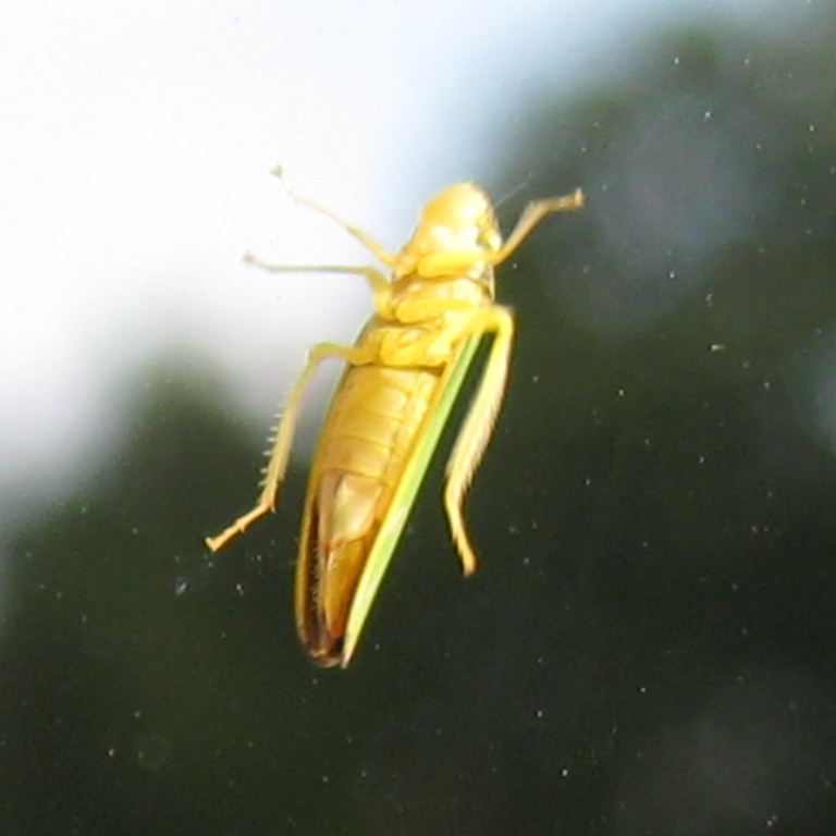 Rhododendron Leafhopper