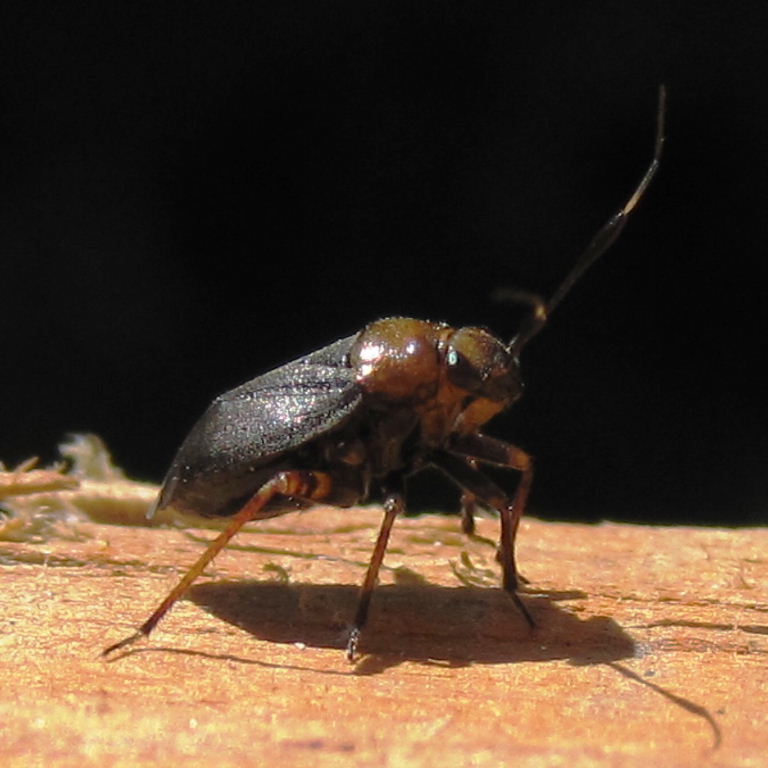 Capsus ater mirid bug