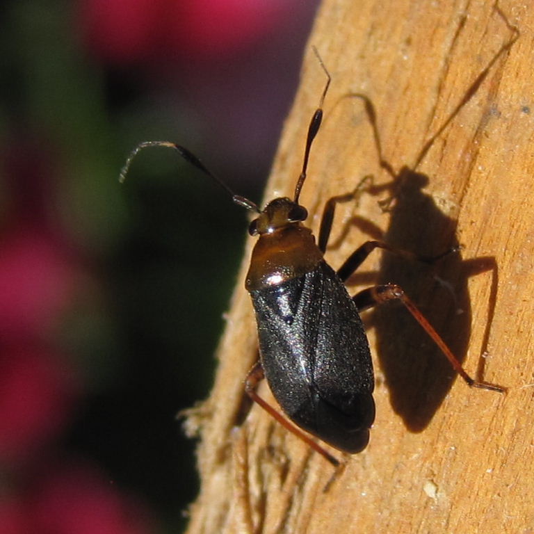 Capsus ater mirid bug