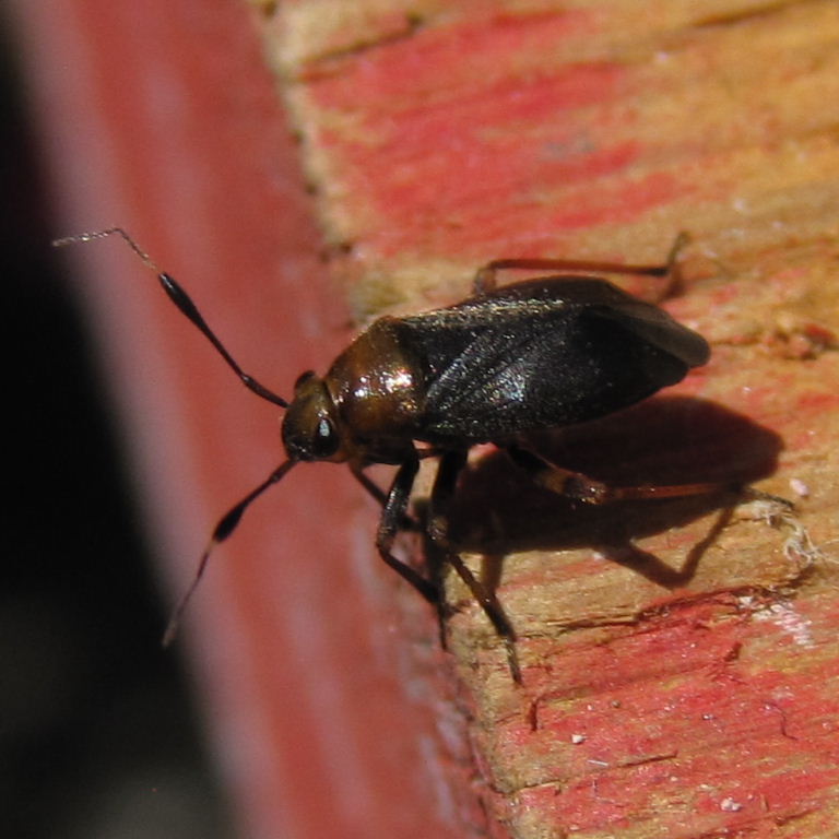 Capsus ater mirid bug