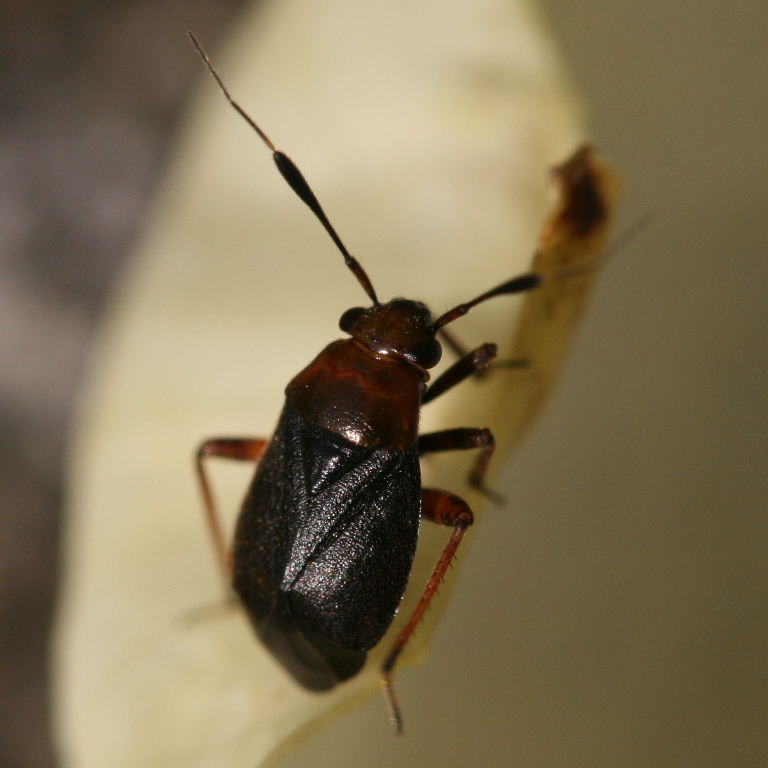 Capsus ater mirid bug