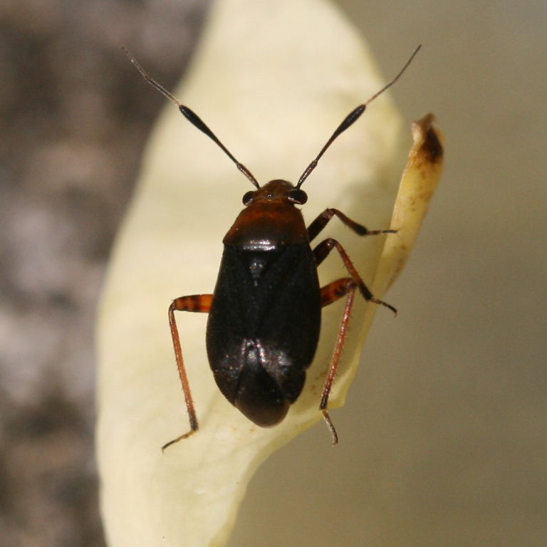 Capsus ater mirid bug