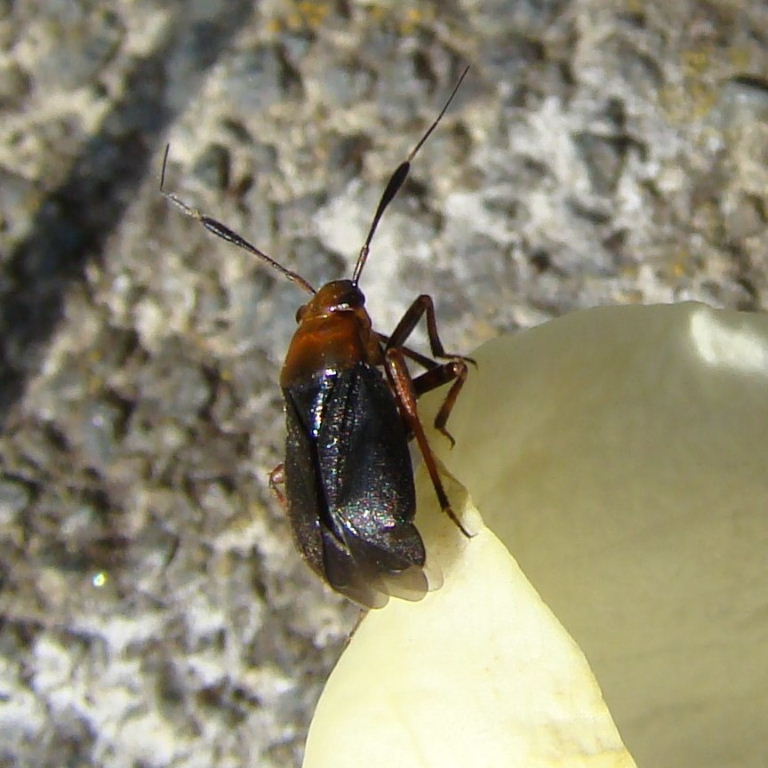 Capsus ater mirid bug