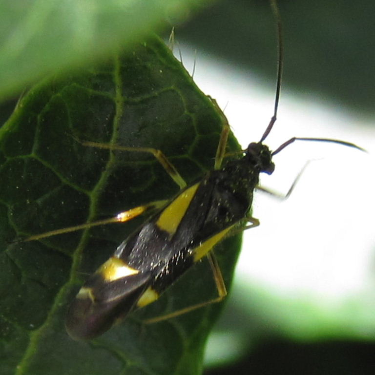 Dryophilocoris flavoquadrimaculatus mirid bug