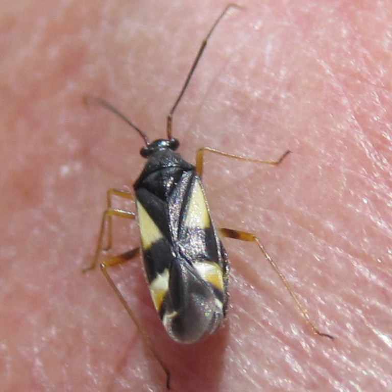 Dryophilocoris flavoquadrimaculatus