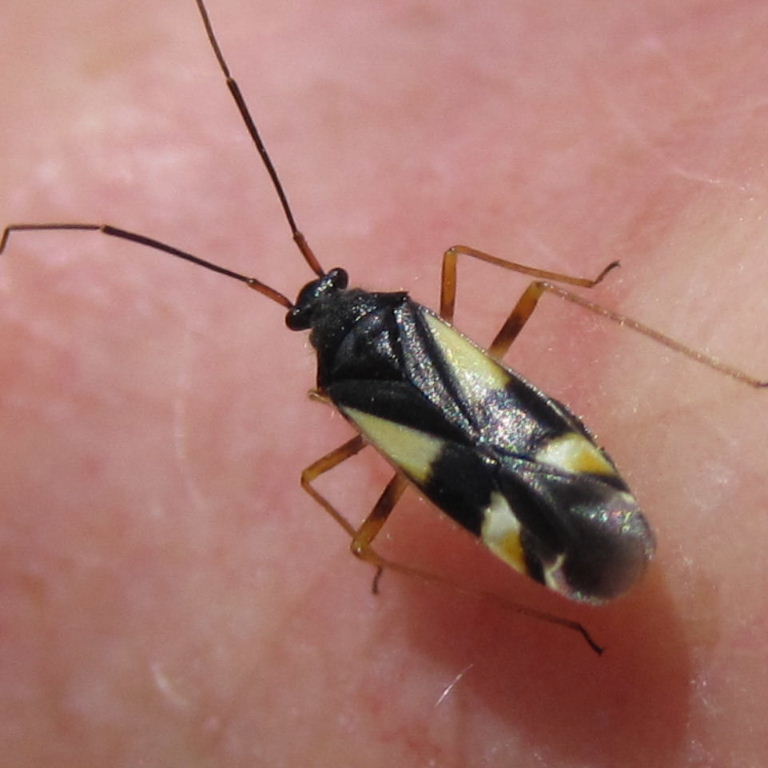 Dryophilocoris flavoquadrimaculatus