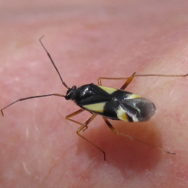 Dryophilocoris flavoquadrimaculatus