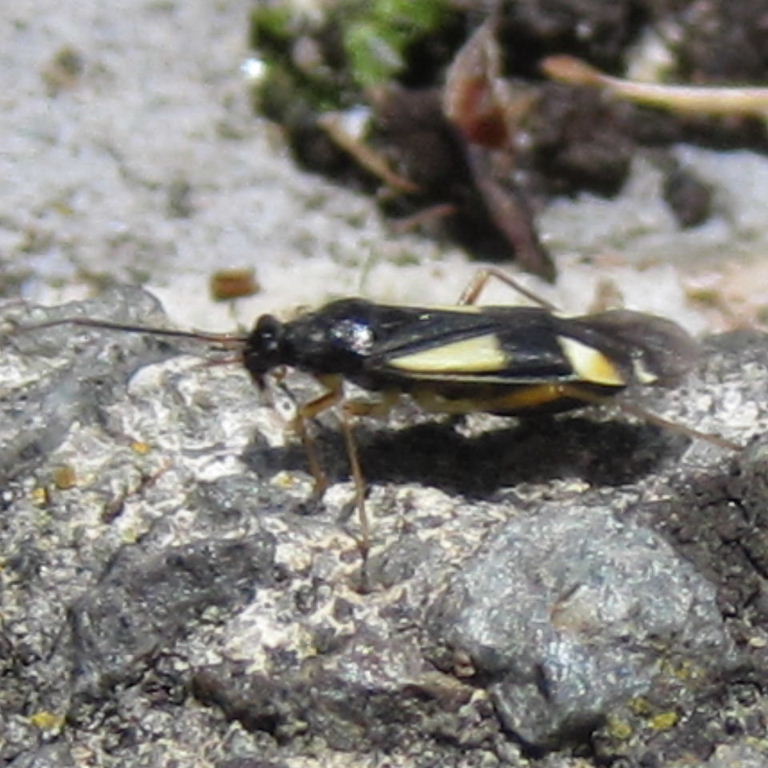 Dryophilocoris flavoquadrimaculatus